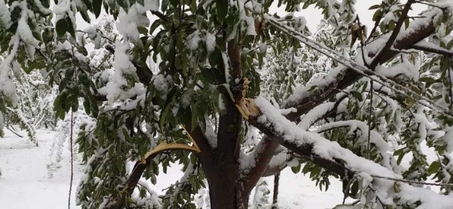 Snowfall in higher reaches, rains in plains bring mercury down in Kashmir