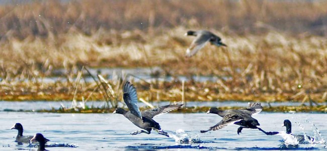 Hokersar wetland Hokersar wetland