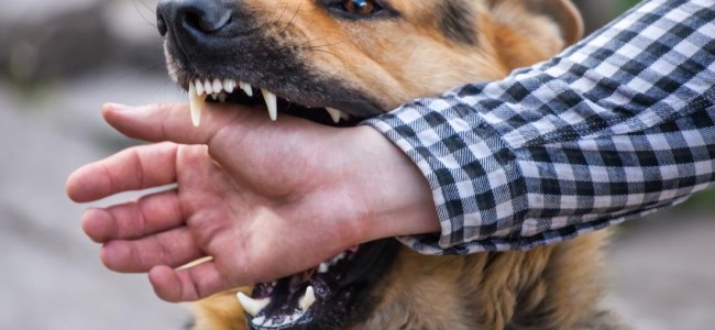 Stray dogs bite 11 persons in Bla village
