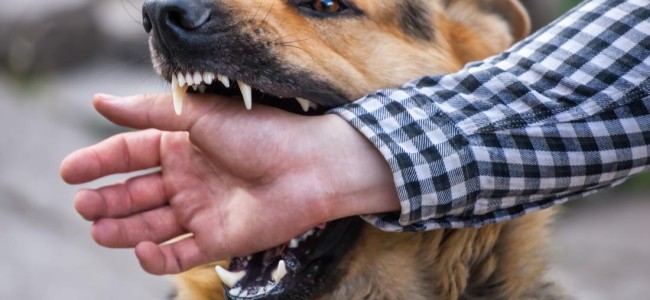 Stray dog attacks minor girl in Budgam