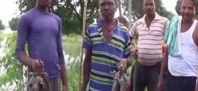Have to eat rats to survive, claim locals in flood-affected Bihar village Have to eat rats to survive, claim locals in flood-affected Bihar village