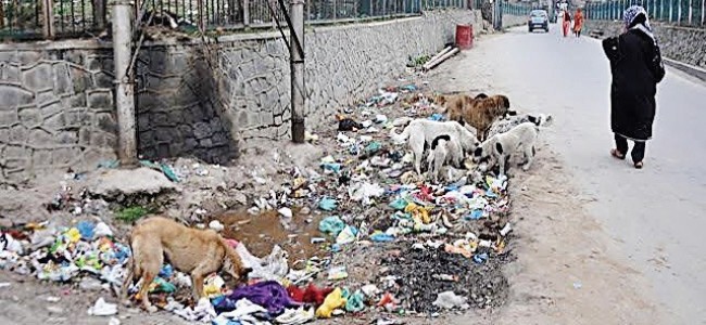 HC seeks report on garbage  management in Srinagar