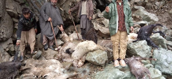 Cloudburst kill 100 livestock inTral Cloudburst kill 100 livestock inTral