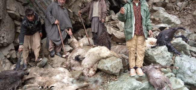 Cloudburst kill 100 livestock inTral