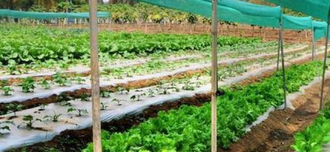 Dir Horti flags off progressive farmers exposure tour Dir Horti flags off progressive farmers exposure tour