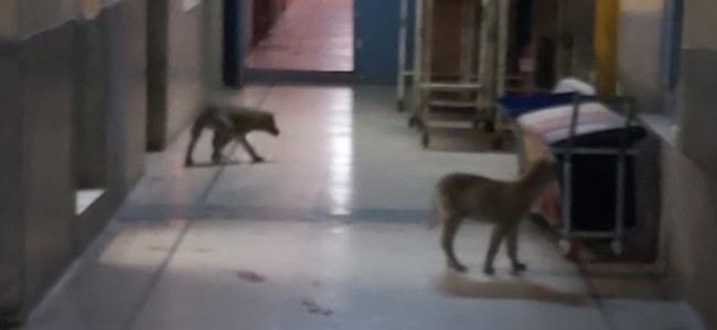 Suspected coronavirus patient left Srinagar hospital for home after stray dogs entered ward: Family Suspected coronavirus patient left Srinagar hospital for home after stray dogs entered ward: Family
