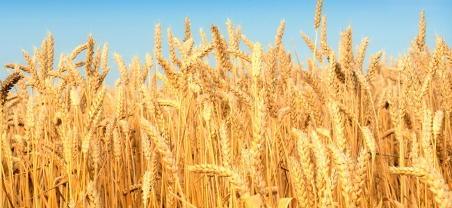 Haryana: Third day of rain, hailstorm; heavy losses to crops Haryana: Third day of rain, hailstorm; heavy losses to crops