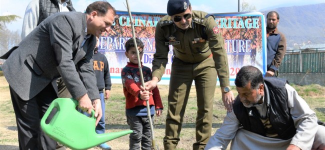 Chinar plantation drive at Qamaria park Ganderbal Chinar plantation drive at Qamaria park Ganderbal