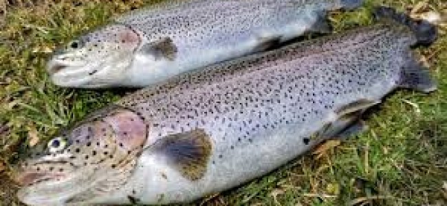 Availability of Trout /Carp fish on the eve of Nauroz Availability of Trout /Carp fish on the eve of Nauroz