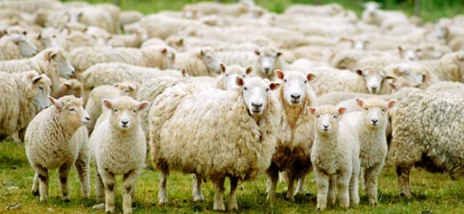 25 sheep killed by wild beasts in Kashmir valley 25 sheep killed by wild beasts in Kashmir valley