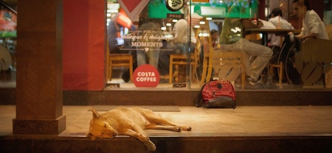 New Study Points To Stray Dogs As Possible Origin Of Coronavirus New Study Points To Stray Dogs As Possible Origin Of Coronavirus