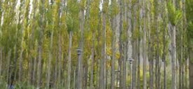 DC Bandipora directs axing of female Russian poplar trees within six days