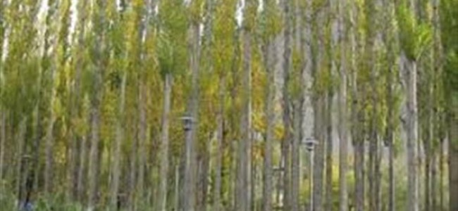 DC Bandipora directs axing of female Russian poplar trees within six days DC Bandipora directs axing of female Russian poplar trees within six days