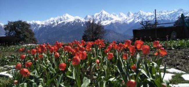 Photos Of Uttarakhand’s New Tulip Garden, Among “World’s Biggest”, Go Viral Photos Of Uttarakhand’s New Tulip Garden, Among “World’s Biggest”, Go Viral