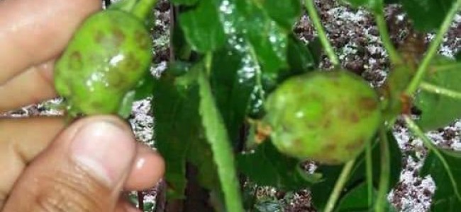 Hailstorm damages crops in Southern districts