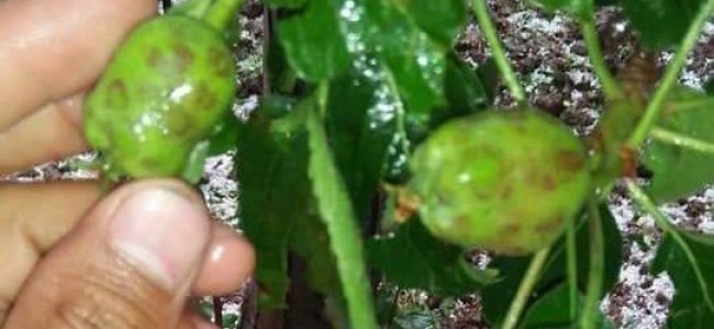 Hailstorm damages crops in Southern districts Hailstorm damages crops in Southern districts