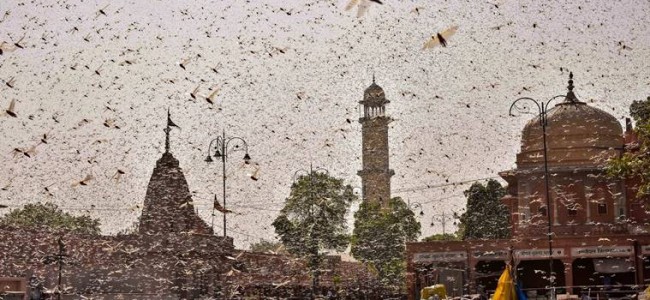 DGCA says locusts are a threat to aircraft, issues guidelines for safe flight DGCA says locusts are a threat to aircraft, issues guidelines for safe flight
