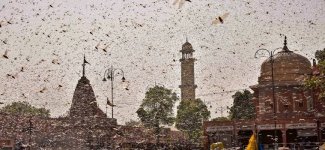 DGCA says locusts are a threat to aircraft, issues guidelines for safe flight