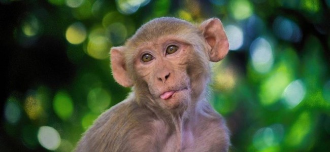 Monkeys steal Coronavirus test samples in Uttar Pradesh Monkeys steal Coronavirus test samples in Uttar Pradesh