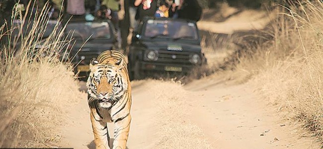 The lockdown may ruin our protected areas and forests The lockdown may ruin our protected areas and forests