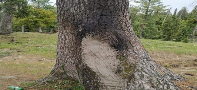 Tangmarg youths’ efforts of saving pine tree from burning applauded widely on social media Tangmarg youths’ efforts of saving pine tree from burning applauded widely on social media