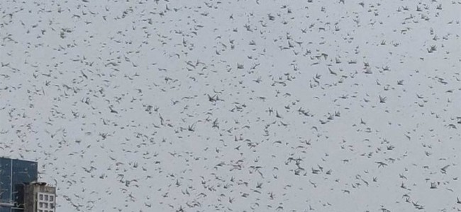Swarm Of Locusts Reaches Gurugram, But Will They Enter Delhi?