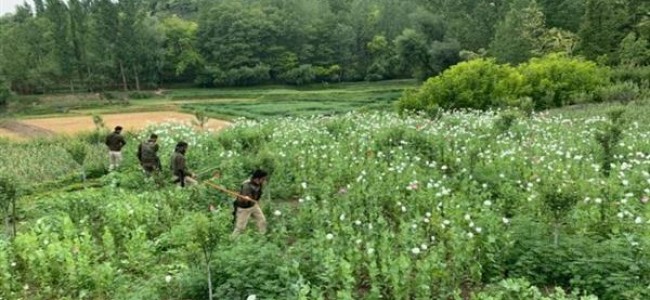 Awantipora police Destroys illegal poppy cultivation Awantipora police Destroys illegal poppy cultivation