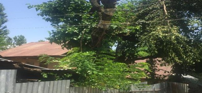 Live electric wires on wooden poles, trees pose danger to Langate residents Live electric wires on wooden poles, trees pose danger to Langate residents