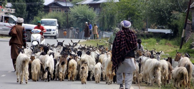Bakarwals Left in Lurch After Lockdown Delays Migration Bakarwals Left in Lurch After Lockdown Delays Migration