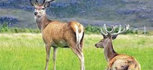 In a first: Wildlife Deptt lens captures 10 majestic Hanguls in Shikargah Tral In a first: Wildlife Deptt lens captures 10 majestic Hanguls in Shikargah Tral