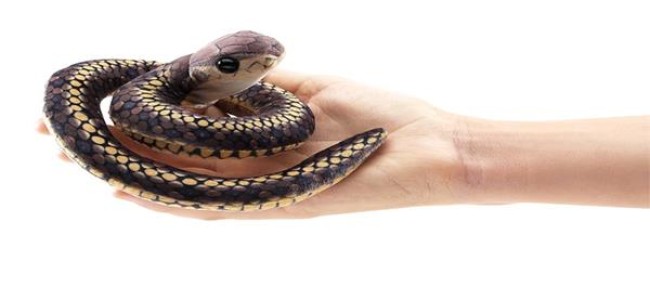 Snakebite kills three year old girl in Poonch Snakebite kills three year old girl in Poonch