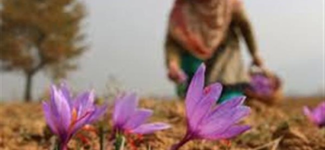 Lucrative integrated farming new attraction for Saffron cultivators