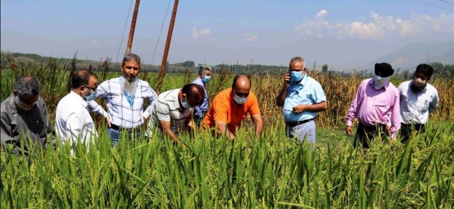 Director Agriculture visits SMF Padgampora to assess crop status Director Agriculture visits SMF Padgampora to assess crop status