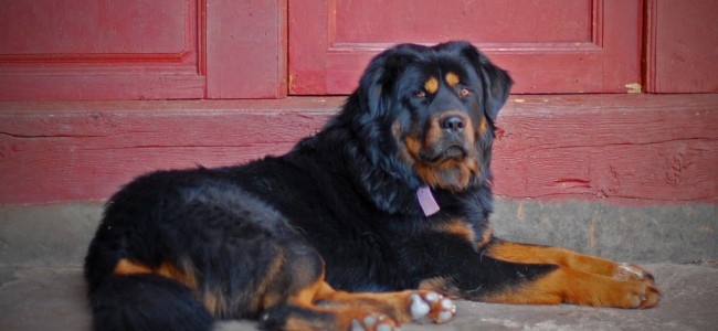 Army to add bite to LAC defence, is training native Ladakhi dogs for operational roles Army to add bite to LAC defence, is training native Ladakhi dogs for operational roles