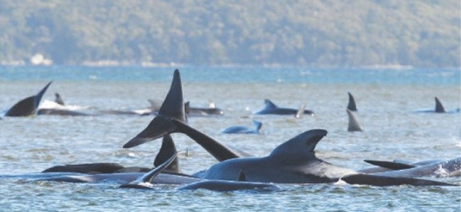 Hundreds of whales stranded in southern Australia Hundreds of whales stranded in southern Australia