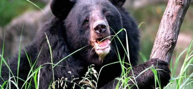 Three persons including two women injured in bear attack