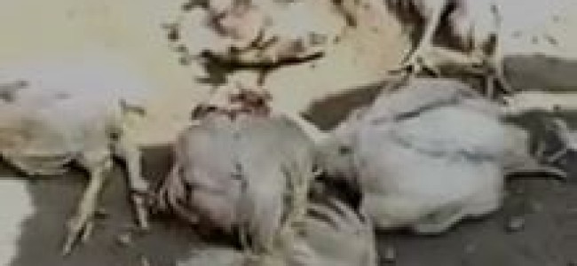 After Thrashing Chicken-Seller Troopers Killed His Chickens In Srinagar After Thrashing Chicken-Seller Troopers Killed His Chickens In Srinagar