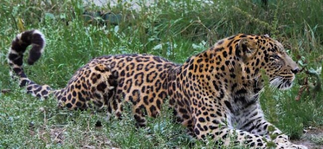 Leopard takes shelter beneath vehicle in Chadoora, creates panic