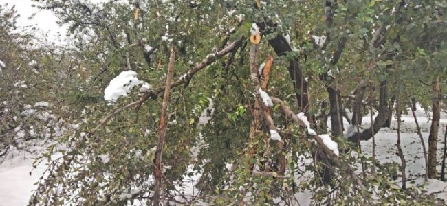 Fearful of untimely snowfall, apple growers begin early pruning of trees