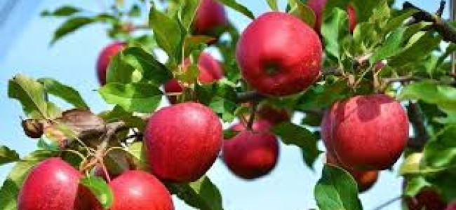 Union Cabinet approves “Market Intervention Scheme” (MIS) for Procurement of Apple Union Cabinet approves “Market Intervention Scheme” (MIS) for Procurement of Apple