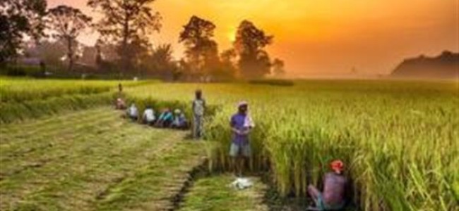 PM-KISAN providing vital support to small farmers like Sanjay Kumar of Panchayat Dhaggar PM-KISAN providing vital support to small farmers like Sanjay Kumar of Panchayat Dhaggar