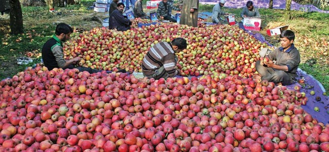 Kashmir fruit growers appeal PM Modi to intervene in ban on Iranian apple Kashmir fruit growers appeal PM Modi to intervene in ban on Iranian apple