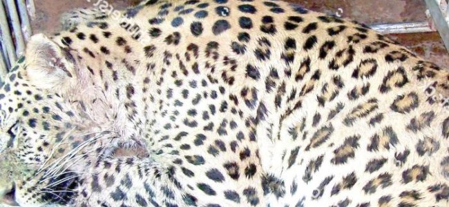 Wild Life Team Captures Leopard Roaming In Pampore Area