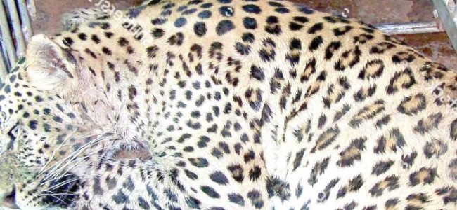 Minor among 3 injured in leopard attack in Pulwama village