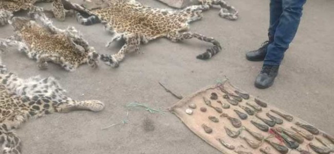8 leopard hides, 4 musk deer pods, 38 bear gallbladders recovered in Anantnag, 1 person arrested 8 leopard hides, 4 musk deer pods, 38 bear gallbladders recovered in Anantnag, 1 person arrested