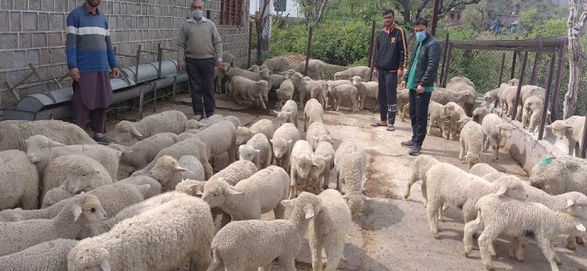 SHD finalises preparedness for shifting livestock to adjoining districts SHD finalises preparedness for shifting livestock to adjoining districts