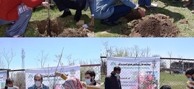 High density plantation, a way towards doubling farmers income: DDC Pulwama High density plantation, a way towards doubling farmers income: DDC Pulwama