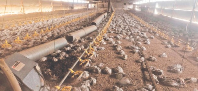 4 killed as worst forest fire in decades buffets Cyprus 4 killed as worst forest fire in decades buffets Cyprus