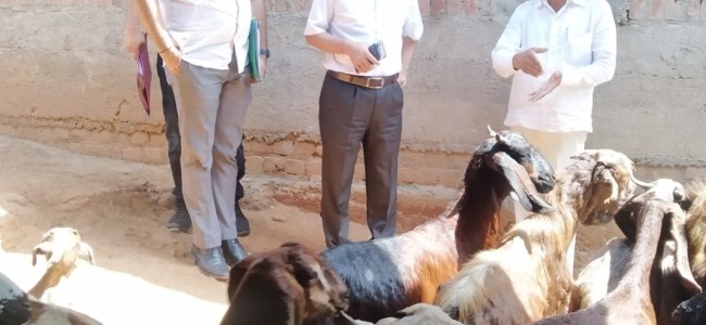 Director SHD inspects Sheep Extension Center at Dhannu Director SHD inspects Sheep Extension Center at Dhannu