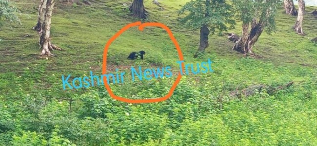 Three nomads injured in Sonmarg bear attack Three nomads injured in Sonmarg bear attack